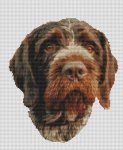 (image for) German Wirehaired Pointer